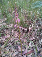 Dipodium roseum