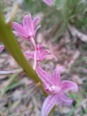 Dipodium roseum