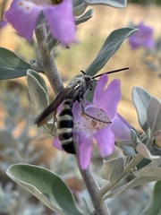 Dielis plumipes