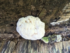 Reticularia