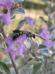 Dielis plumipes