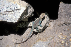 Laudakia tuberculata