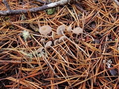 Mycena clavicularis