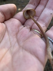 Mycena seynii