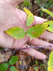 Rubus occidentalis