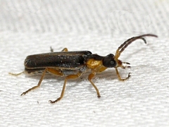 Rhagonycha