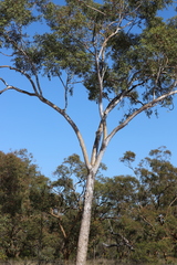 Eucalyptus chartaboma
