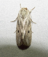 Spodoptera albula