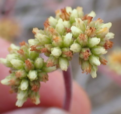 Crassula pubescens