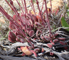 Crassula pubescens
