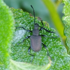 Prostenus