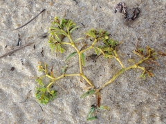 Euphorbia polygonifolia