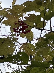 Viburnum acerifolium