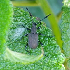 Prostenus