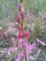 Dipodium roseum