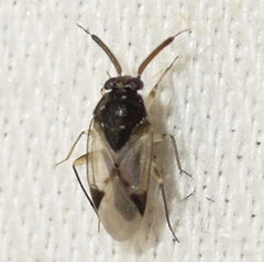 Corticoris signatus