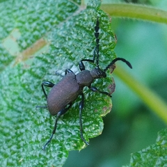 Prostenus
