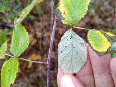 Rubus occidentalis