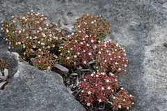 Crassula expansa