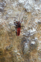 Macrocheraia grandis