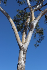 Eucalyptus chartaboma