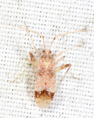 Phytocoris depictus