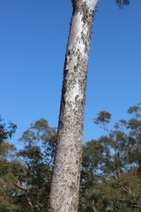 Eucalyptus chartaboma