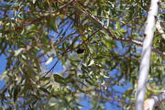 Eucalyptus chartaboma