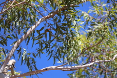 Eucalyptus chartaboma