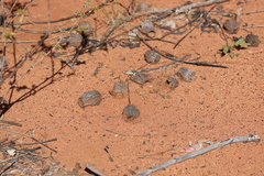 Eucalyptus chartaboma