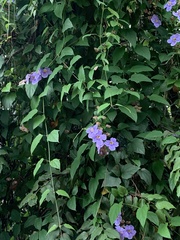 Thunbergia grandiflora