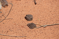 Eucalyptus chartaboma