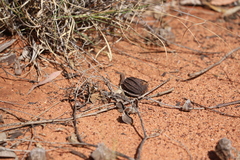 Eucalyptus chartaboma
