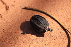 Eucalyptus chartaboma