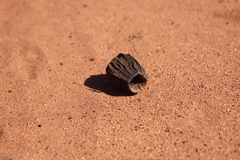Eucalyptus chartaboma