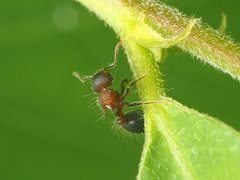 Meranoplus bicolor