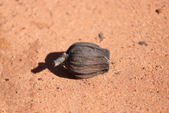 Eucalyptus chartaboma