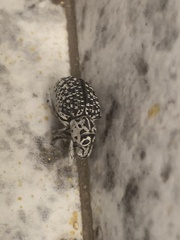 Cydianerus latruncularius