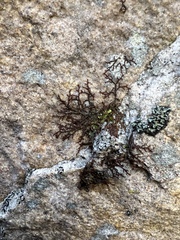 Frullania eboracensis
