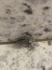 Cydianerus latruncularius