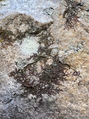 Frullania eboracensis