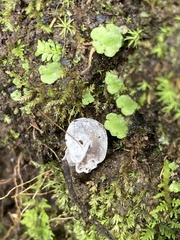 Helvella macropus