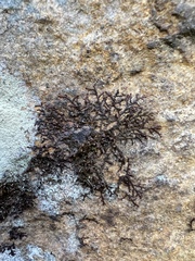 Frullania eboracensis