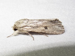 Spodoptera albula