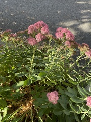 Hylotelephium maximum × spectabile