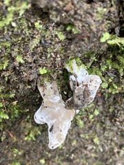 Helvella macropus