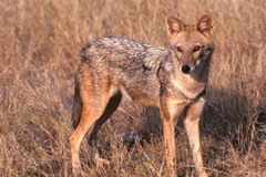 Canis aureus indicus