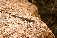Quedenfeldtia moerens