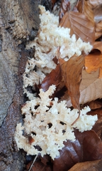 Hericium coralloides