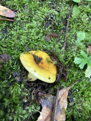 Russula flavida